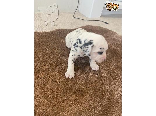 Dalmatian Pups forsale